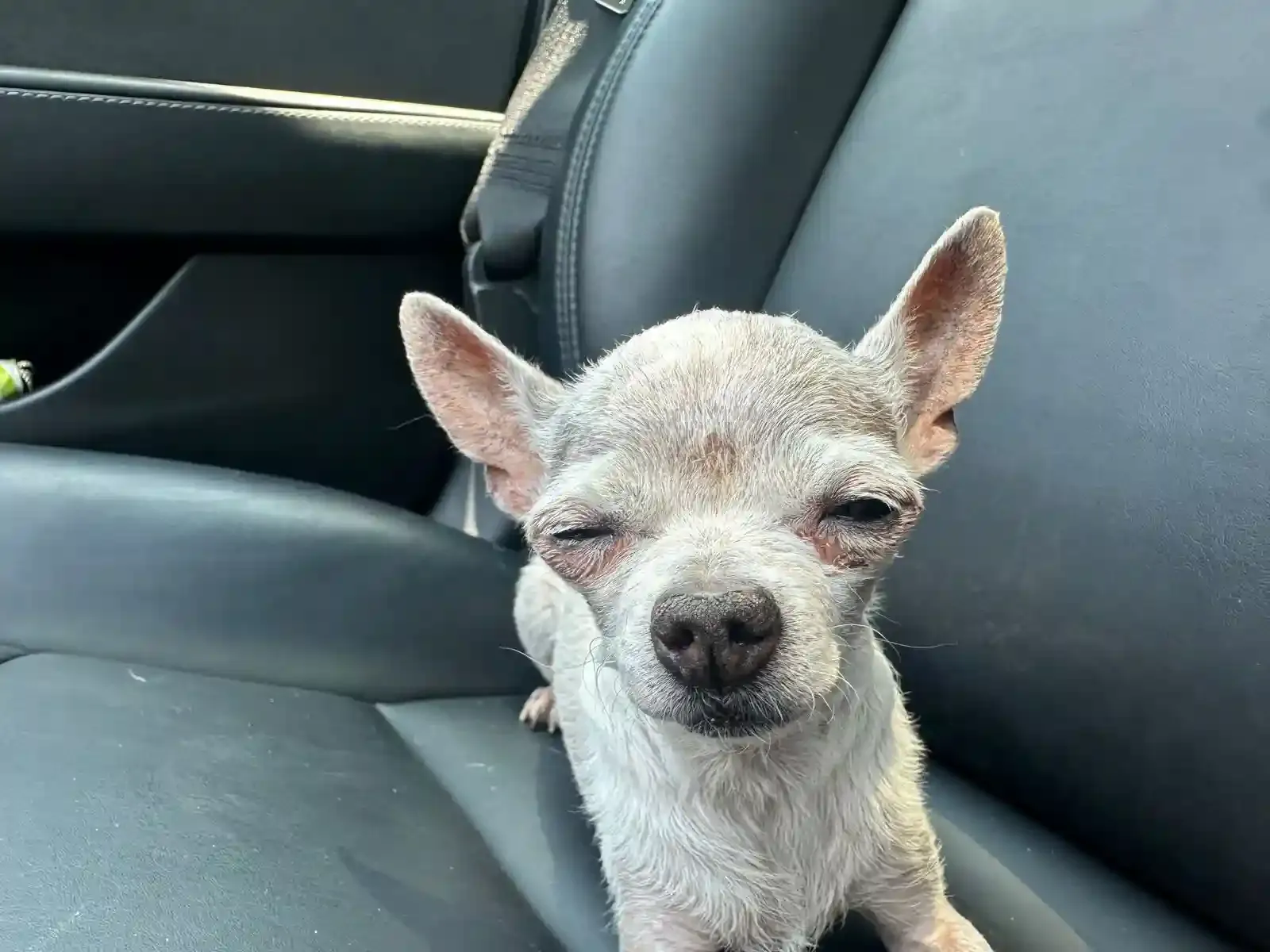 Mascotas como compañía significativa
